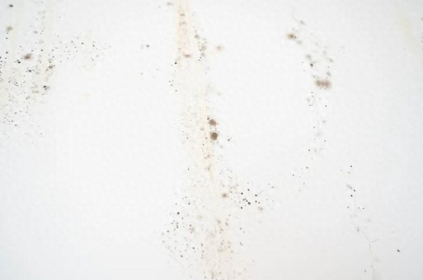 思考资本 家里一旦出现这种小黑点，身体多个部位可能要遭殃