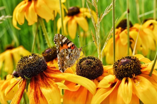 宝融配资 三伏天，萝卜白菜要少吃，多吃3样绿色蔬菜，养好肠胃，舒服过夏